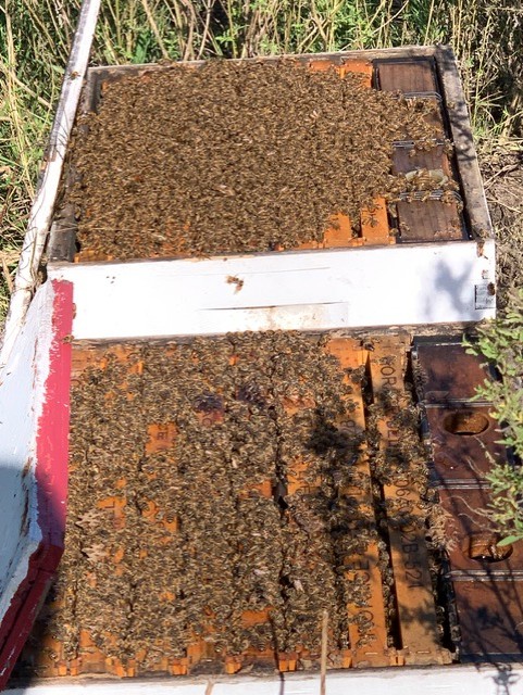 Stacked commercial beehives showing strong colony development